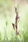 Serapias vomeracea