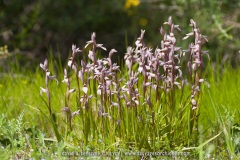 Serapias lingua