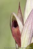 Serapias strictiflora