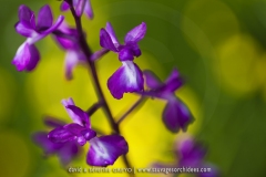 Anacamptis laxiflora