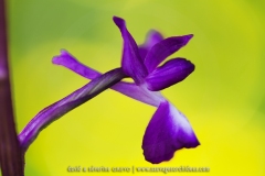 Anacamptis laxiflora