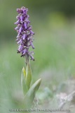Himantoglossum robertianum
