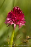 Gymnadenia corneliana