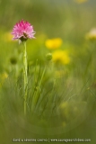 Gymnadenia corneliana