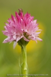 Gymnadenia corneliana