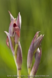 Serapias strictiflora