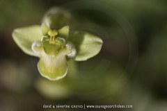 Ophrys bombyliflora