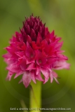 Gymnadenia corneliana