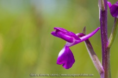 Orchis à fleurs laches