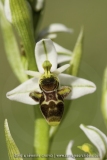 Ophrys picta
