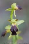 Ophrys lupercalis