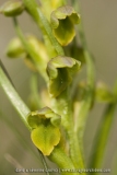 Chamorchis alpina
