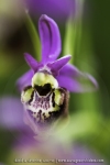 Ophrys druentica