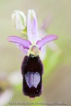 Ophrys aurelia