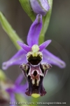 Ophrys druentica