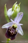Ophrys druentica
