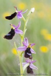 Ophrys aurelia