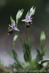 Ophrys druentica