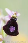 Ophrys aurelia