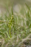 Chamorchis alpina