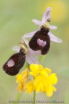 Ophrys aurelia