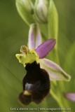 Ophrys aurelia