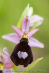 Ophrys aurelia