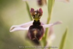 Ophrys aurelia
