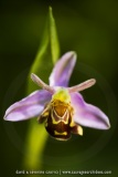 Ophrys apifera var. aurita