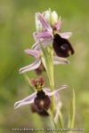 Ophrys aurelia
