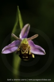 Ophrys apifera