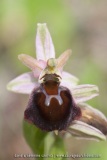 Ophrys morisii