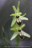 Ophrys araneola