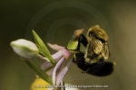 Ophrys aurelia