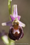Ophrys morisii