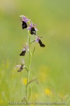 Ophrys aurelia