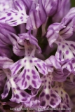 Neotinea tridentata