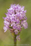 Neotinea tridentata (syn. Orchis)