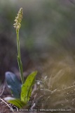 Neotinea maculata