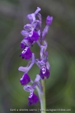 Anacamptis longicornu