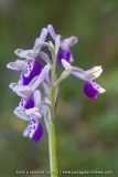 Anacamptis longicornu