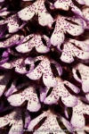 Orchis purpurea