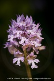 Neotinea tridentata (syn. Orchis)