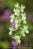 Orchis provincialis