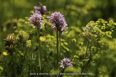 Neotinea tridentata