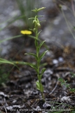 Epipactis leptochila
