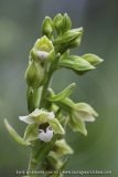 Epipactis leptochila