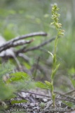 Epipactis leptochila