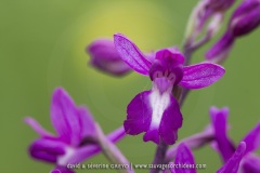 Anacamptis laxiflora