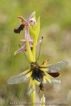 Ophrys drumana et Libelloides coccajus